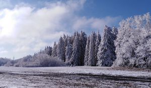 Превью обои лес, деревья, снег, поле, зима, пейзаж