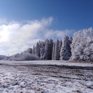 Превью обои лес, деревья, снег, поле, зима, пейзаж