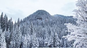 Превью обои лес, деревья, снег, зима, белый