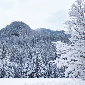 Превью обои лес, деревья, снег, зима, белый