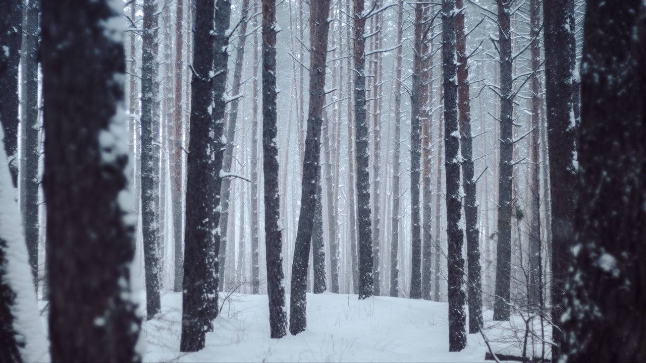 Обои лес, деревья, снег, зима, пейзаж