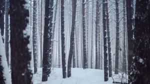 Превью обои лес, деревья, снег, зима, пейзаж