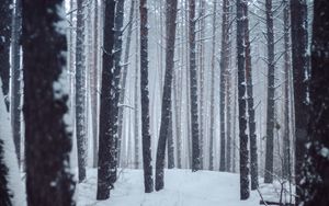 Превью обои лес, деревья, снег, зима, пейзаж