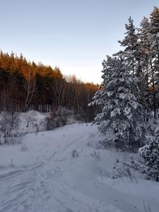 Превью обои лес, деревья, снег, тропинка