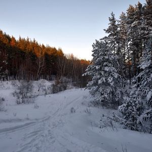 Превью обои лес, деревья, снег, тропинка