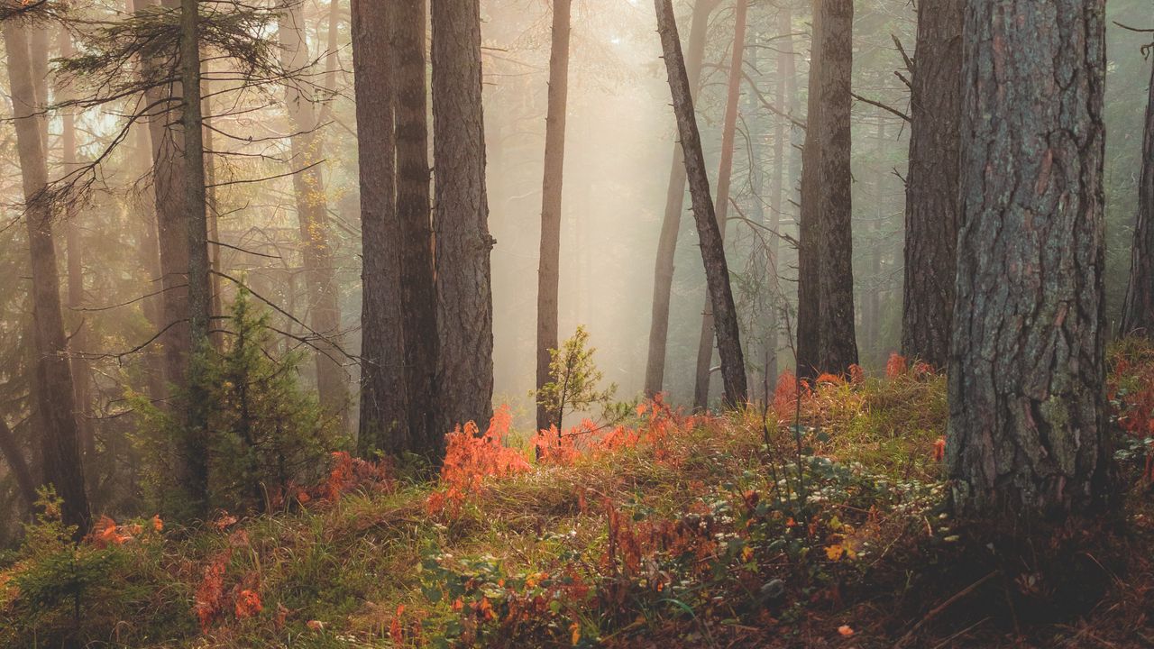 Обои лес, деревья, солнечные лучи