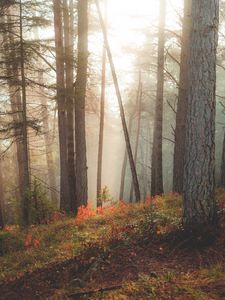 Превью обои лес, деревья, солнечные лучи