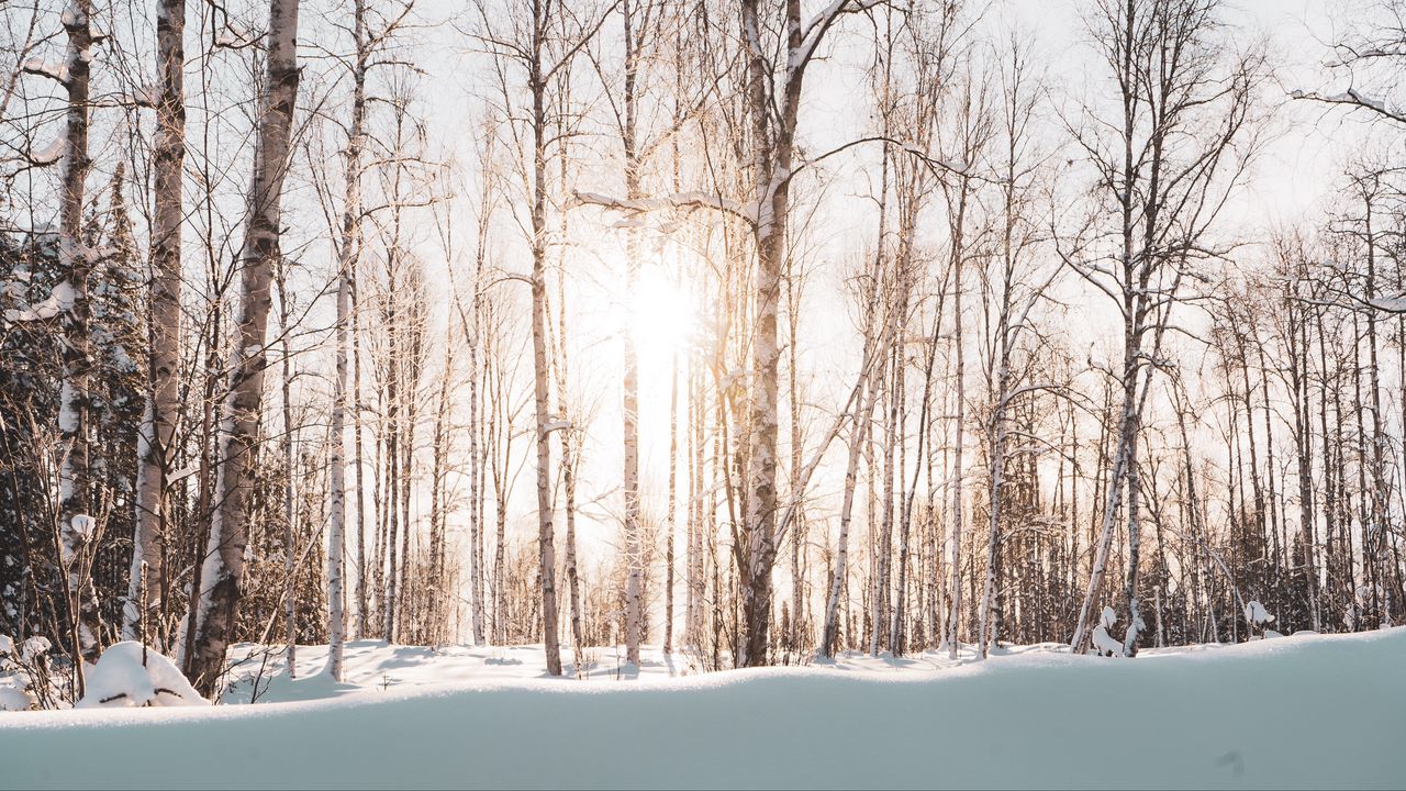 Обои лес, деревья, солнечный свет, снег, зима, пейзаж