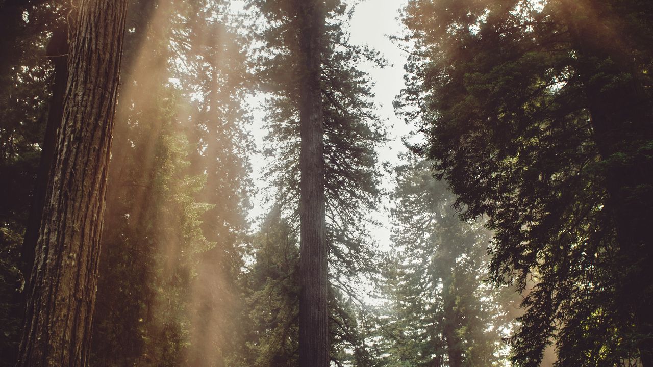Обои лес, деревья, солнечный свет, туман, лучи