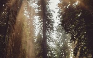 Превью обои лес, деревья, солнечный свет, туман, лучи