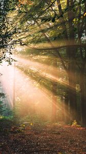Превью обои лес, деревья, солнечный свет, пейзаж, утро