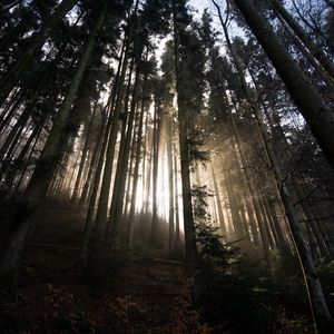Превью обои лес, деревья, солнечный свет, свет, природа
