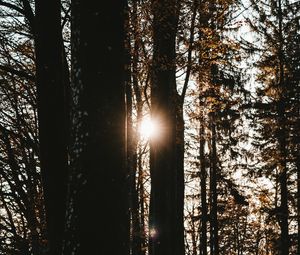 Превью обои лес, деревья, солнце, блики, темный