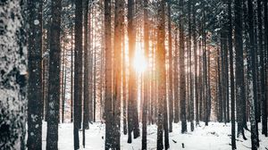Превью обои лес, деревья, солнце, снег, зима