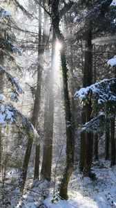 Превью обои лес, деревья, солнце, снег, зима, природа