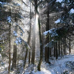 Превью обои лес, деревья, солнце, снег, зима, природа