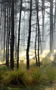 Превью обои лес, деревья, солнце, свет, лучи, пейзаж, природа