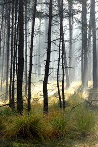 Превью обои лес, деревья, солнце, свет, лучи, пейзаж, природа