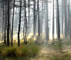 Превью обои лес, деревья, солнце, свет, лучи, пейзаж, природа