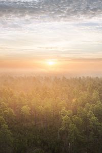 Превью обои лес, деревья, солнце, свет, природа, вид сверху