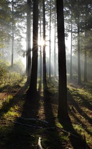 Превью обои лес, деревья, солнце, лучи, природа, пейзаж