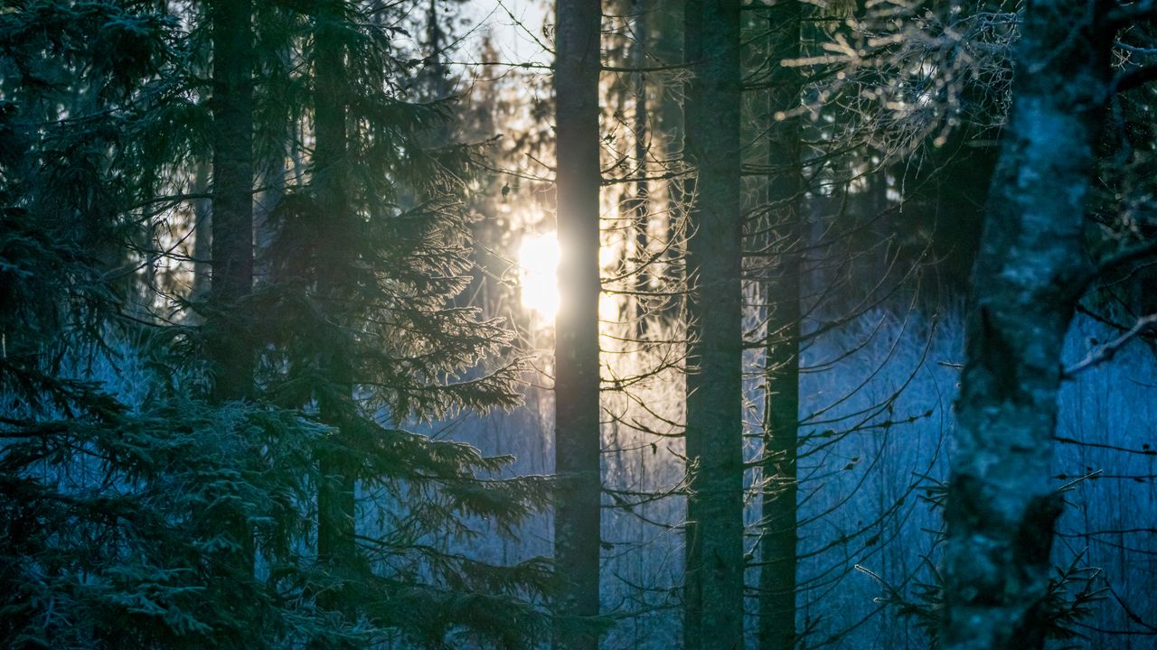 Обои лес, деревья, солнце, свет, утро, природа