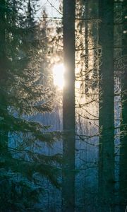 Превью обои лес, деревья, солнце, свет, утро, природа