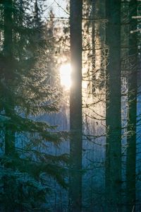 Превью обои лес, деревья, солнце, свет, утро, природа