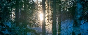 Превью обои лес, деревья, солнце, свет, утро, природа