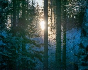 Превью обои лес, деревья, солнце, свет, утро, природа