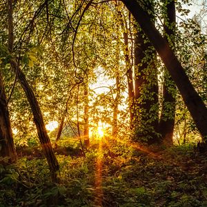 Превью обои лес, деревья, солнце, лучи