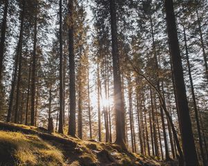 Превью обои лес, деревья, сосны, солнце, солнечный свет