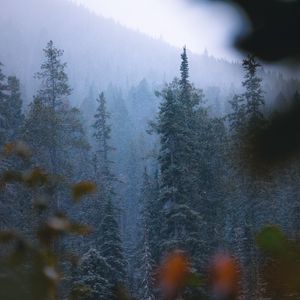 Превью обои лес, деревья, сосны, снег, снегопад