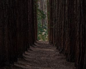 Превью обои лес, деревья, сосны, ряды, тропинка