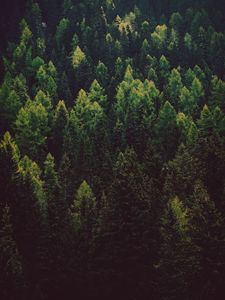 Превью обои лес, деревья, сосны, зеленый, хвойный