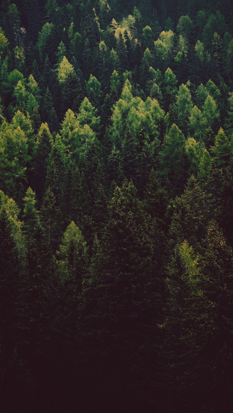 Обои хвойный лес на айфон