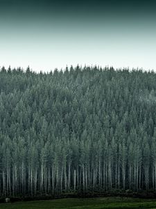 Превью обои лес, деревья, сосны, хвоя