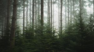 Превью обои лес, деревья, сосны, туман