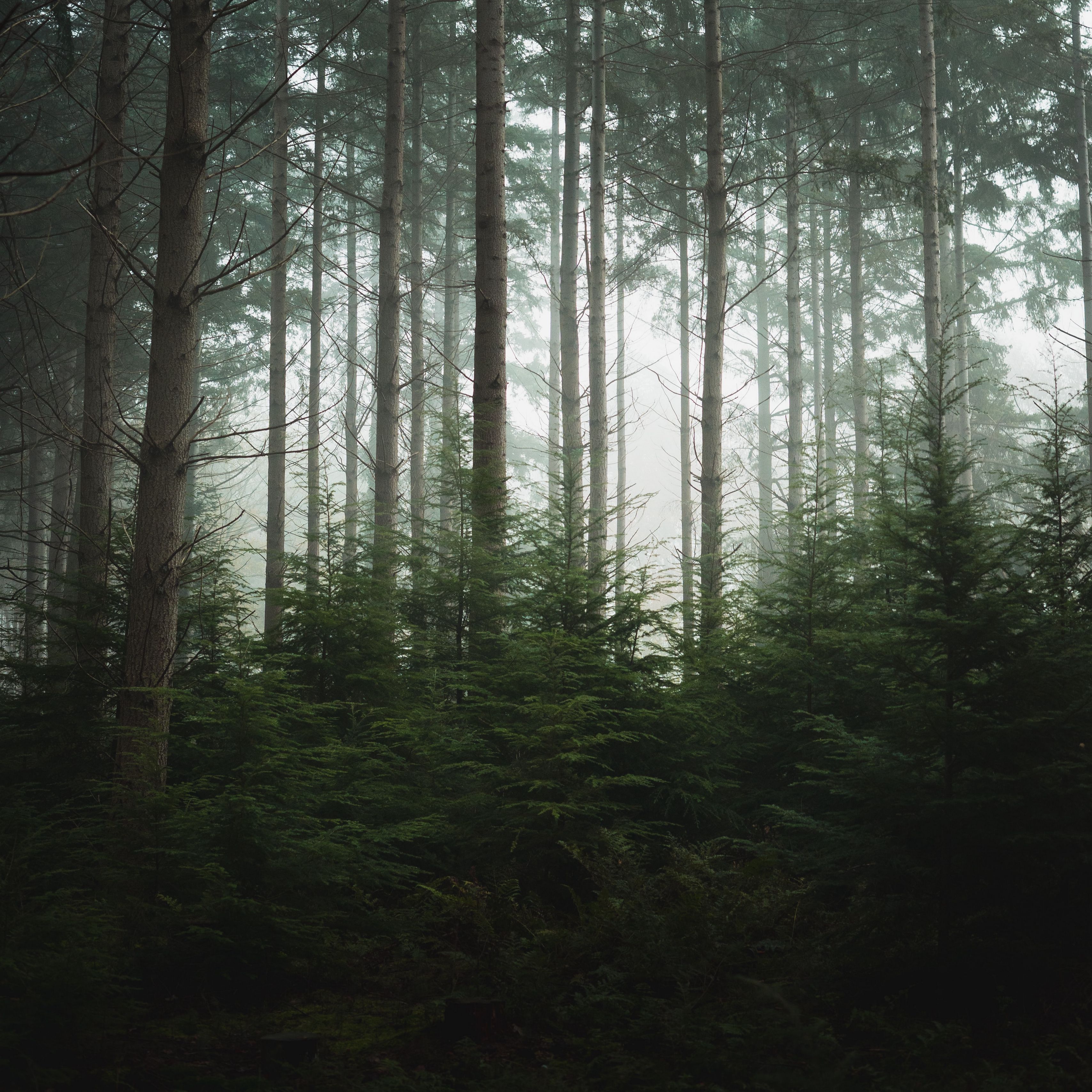Хвойный лес в тумане высокое разрешение