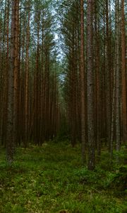 Превью обои лес, деревья, сосны, природа