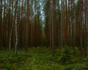 Превью обои лес, деревья, сосны, природа