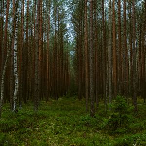 Превью обои лес, деревья, сосны, природа