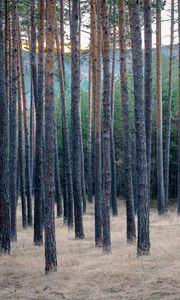 Превью обои лес, деревья, сосны, трава, сухой