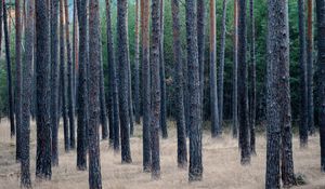 Превью обои лес, деревья, сосны, трава, сухой