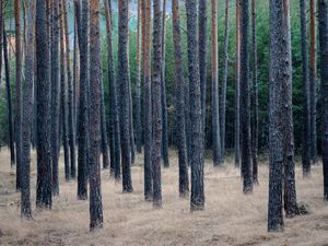 Превью обои лес, деревья, сосны, трава, сухой