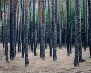 Превью обои лес, деревья, сосны, трава, сухой