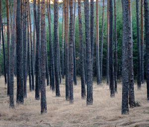 Превью обои лес, деревья, сосны, трава, сухой