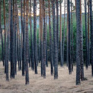 Превью обои лес, деревья, сосны, трава, сухой