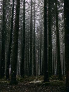 Превью обои лес, деревья, сосны, снег