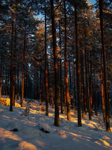 Превью обои лес, деревья, сосны, снег, зима, сумерки